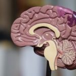 Alzheimer's Disease: Is prevention possible before full-blown progression?
