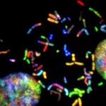 Is there a genetic component associated with back pain?